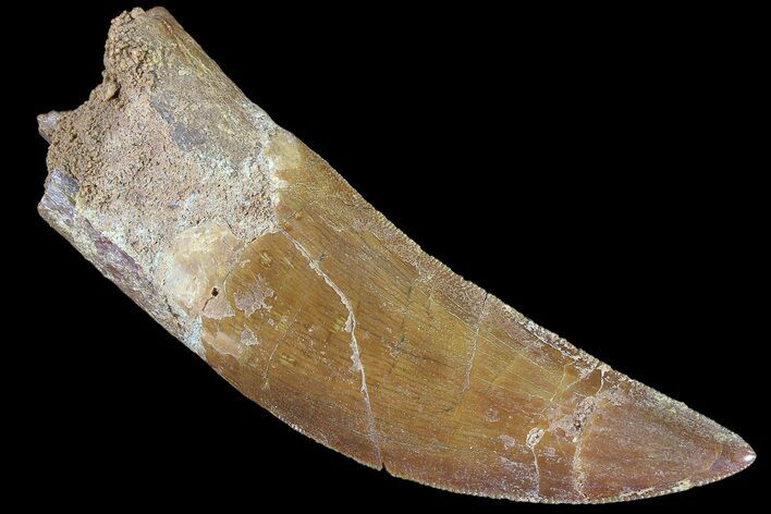 Serrated, Carcharodontosaurus Tooth - Knife Like #85872